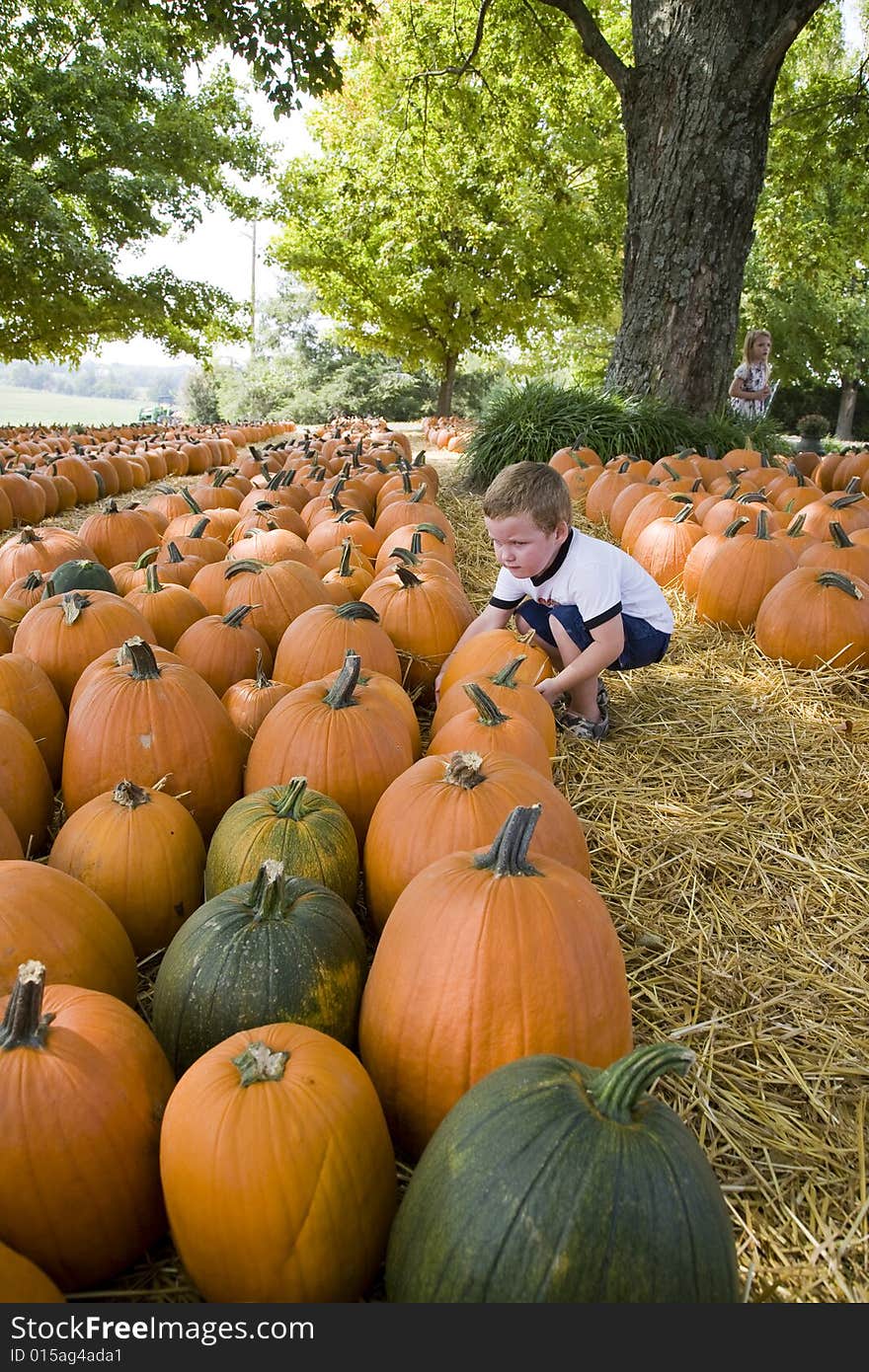 Young boy in  pumpkin patch