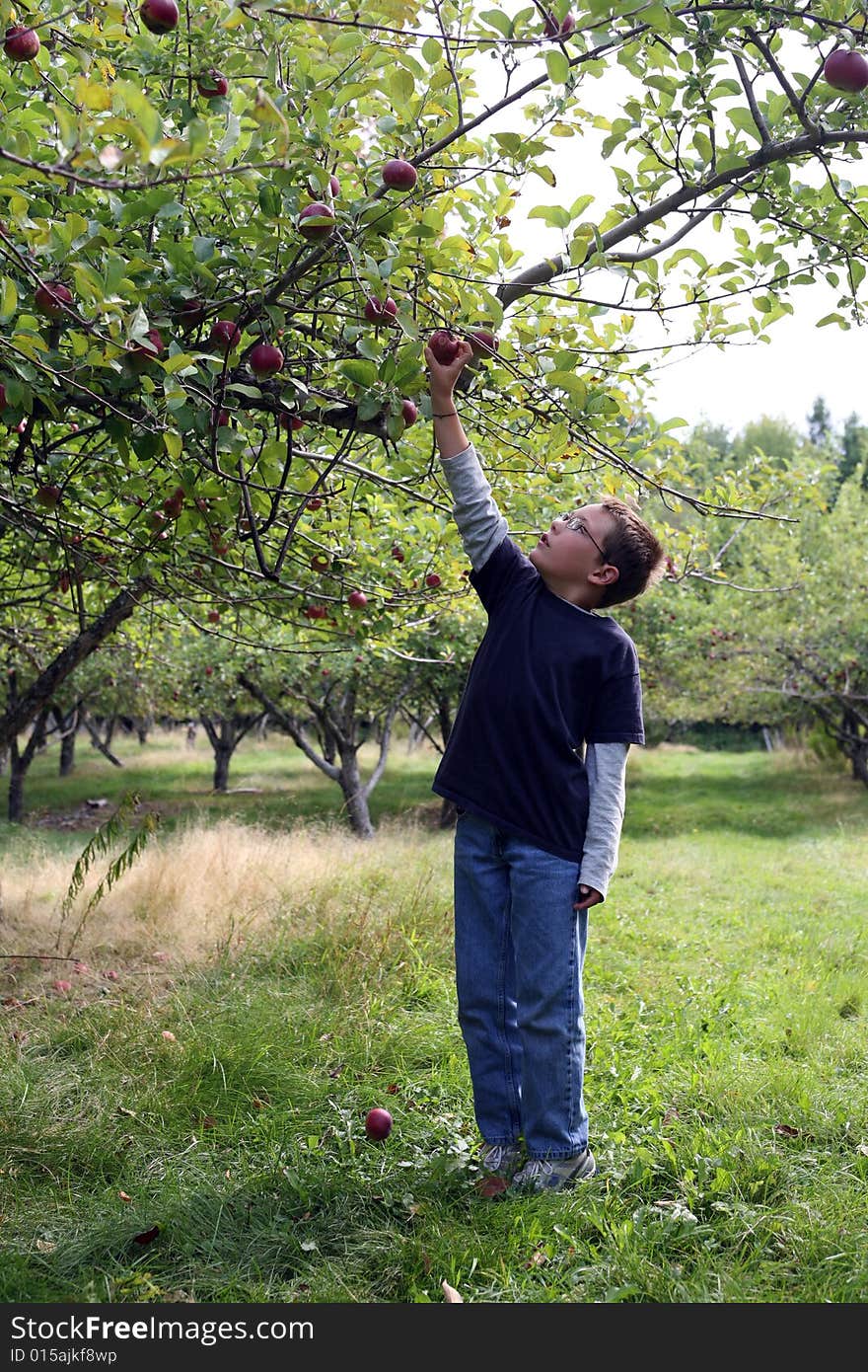 Young boy picking an apple from a tree