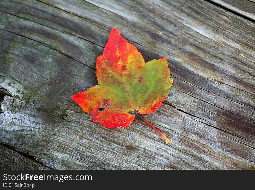 A single leaf with fall colors on a wood textured background. A single leaf with fall colors on a wood textured background.