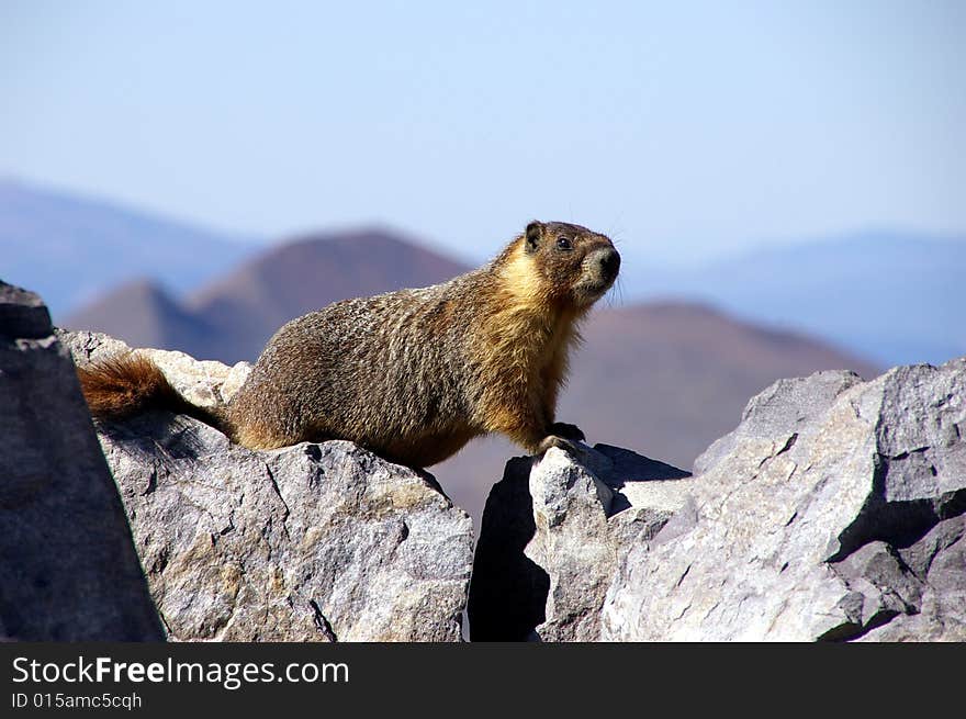 Yellow Belly Marmot