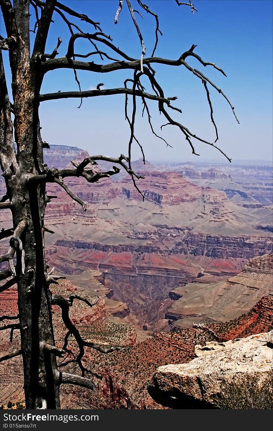 Dry tree on Grand Canyon