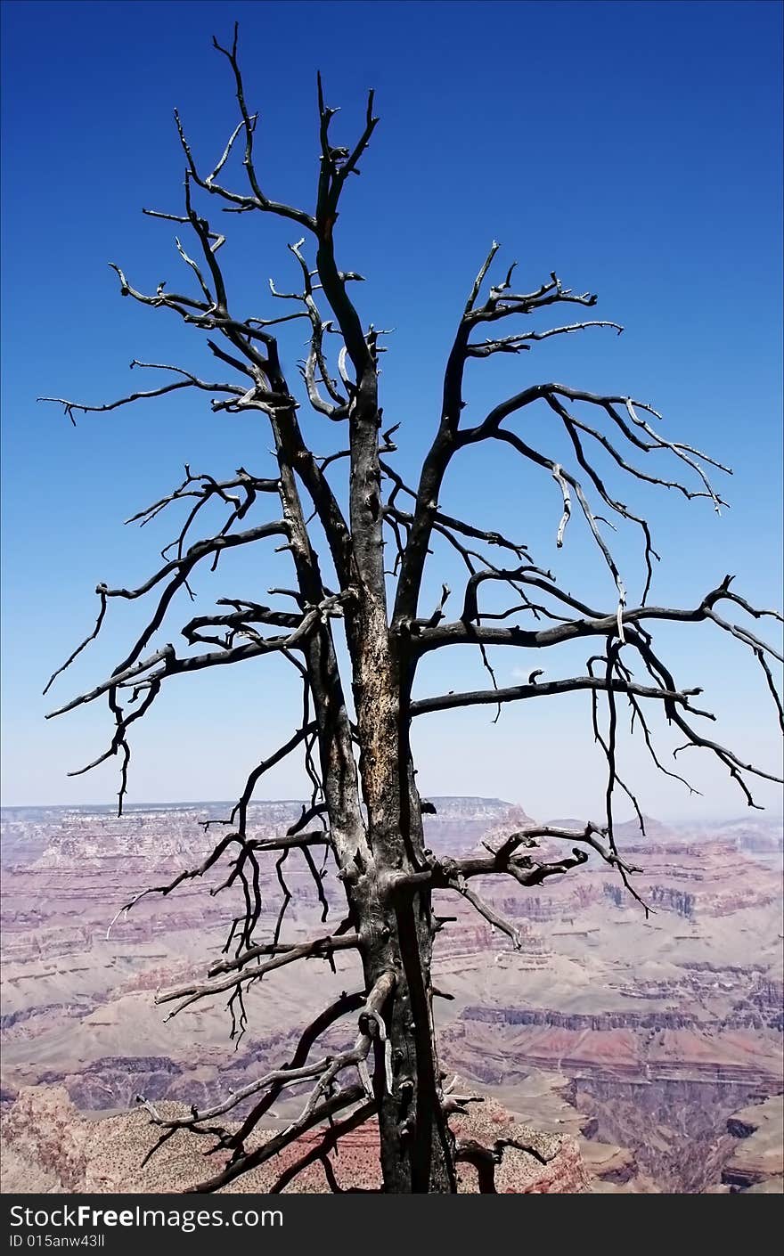 Dry tree on Grand Canyon