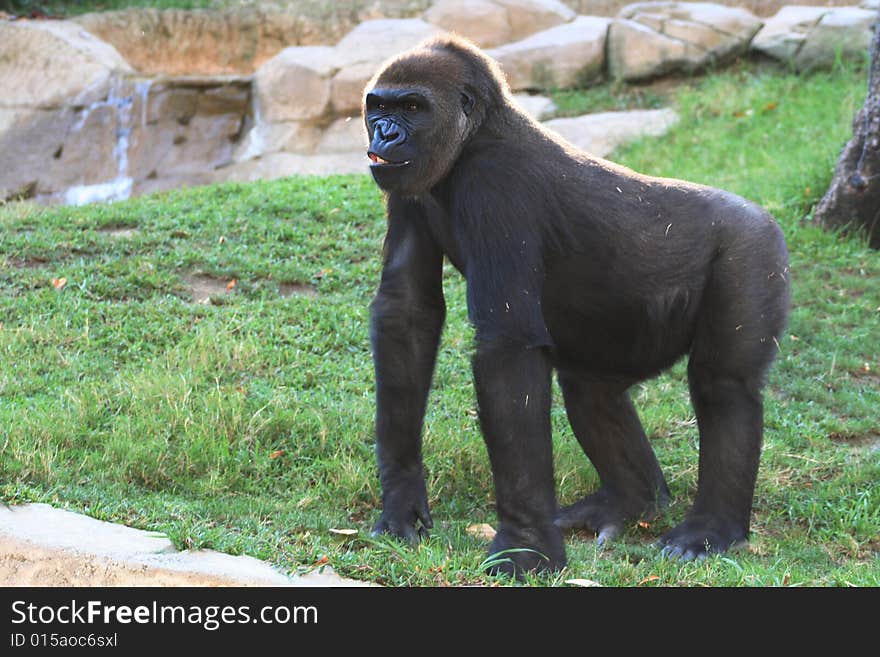 Gorilla on all fours making an anoyed face. Gorilla on all fours making an anoyed face.