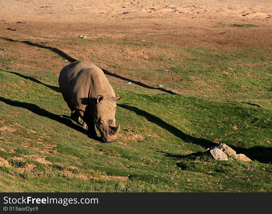 Rhinocrus grazing in an open field. Rhinocrus grazing in an open field.