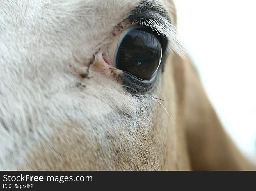 Equine eye study, horse portrayed here is a paint horse, who has a palomino and white face, the base colors of the skin are represented, giving the horse white eyelashes. Equine eye study, horse portrayed here is a paint horse, who has a palomino and white face, the base colors of the skin are represented, giving the horse white eyelashes