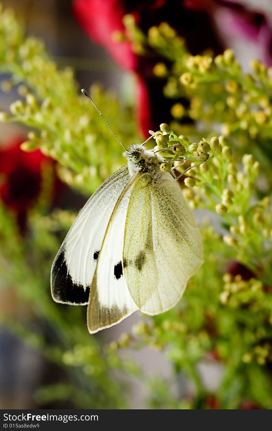 Large White Butterfly