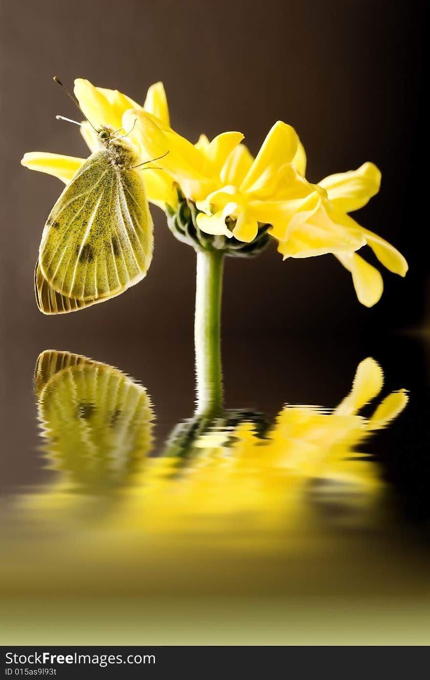 Butterfly on flower.