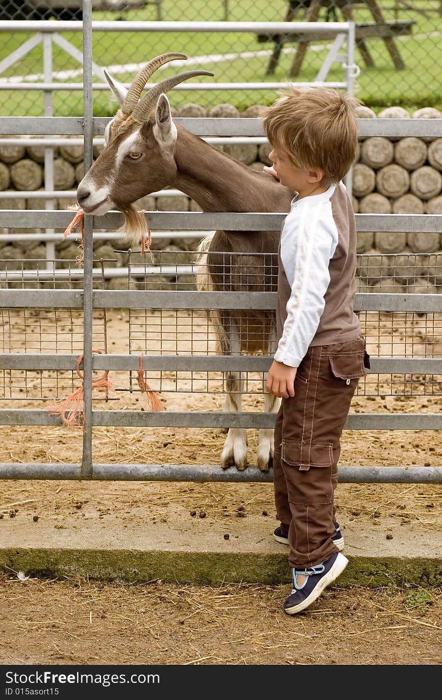 A four year old boy stroking a billy goat on a petting farm. A four year old boy stroking a billy goat on a petting farm.