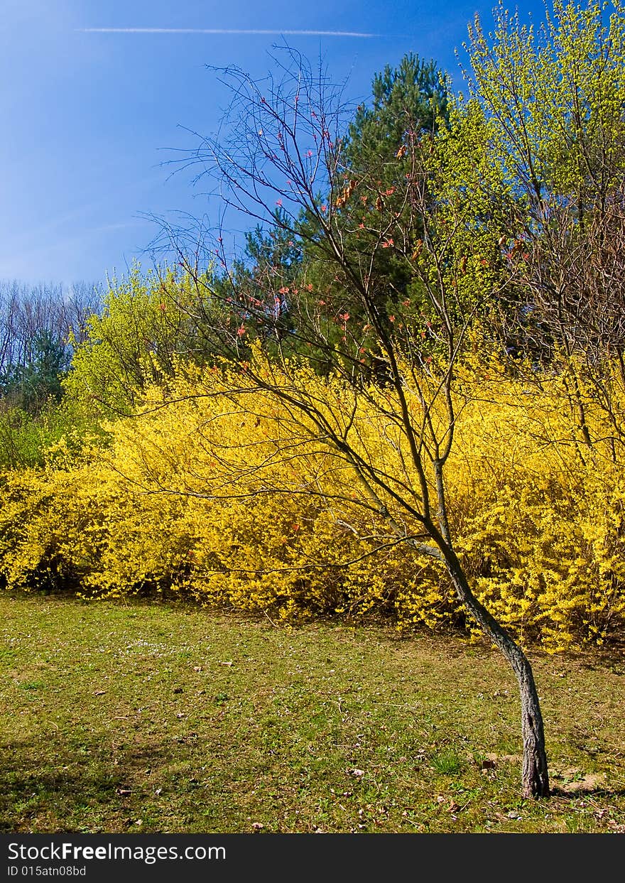 Scrag in the park in spring