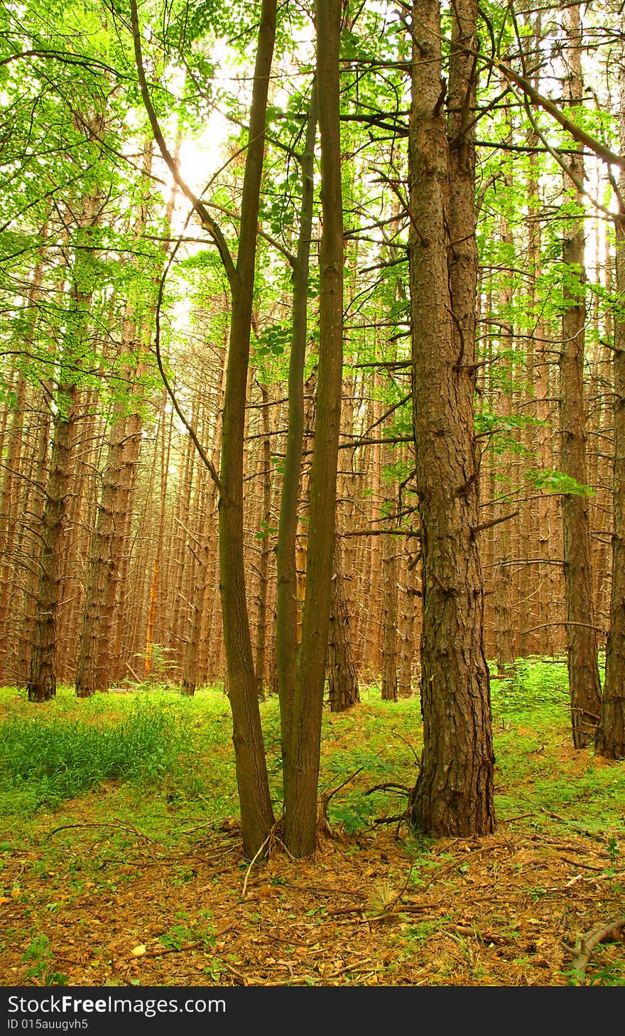 A pine tree forest