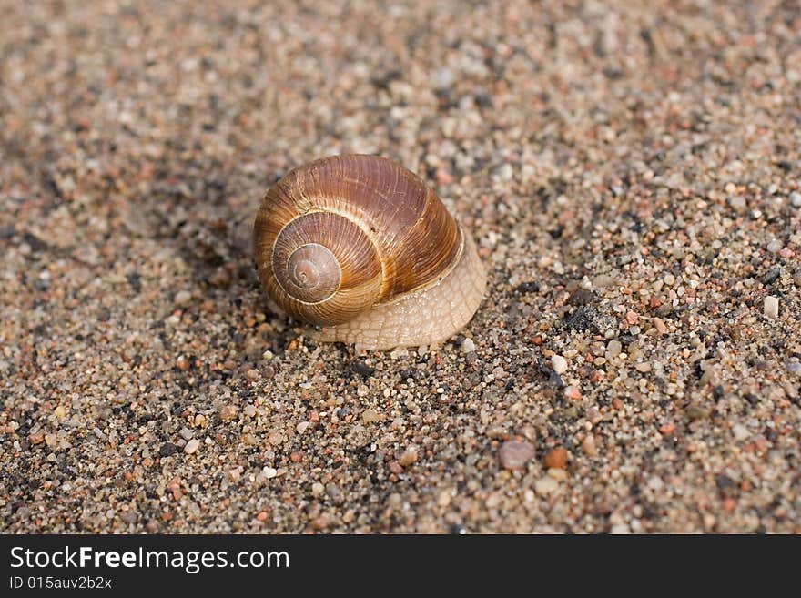 Close up to snail on sand