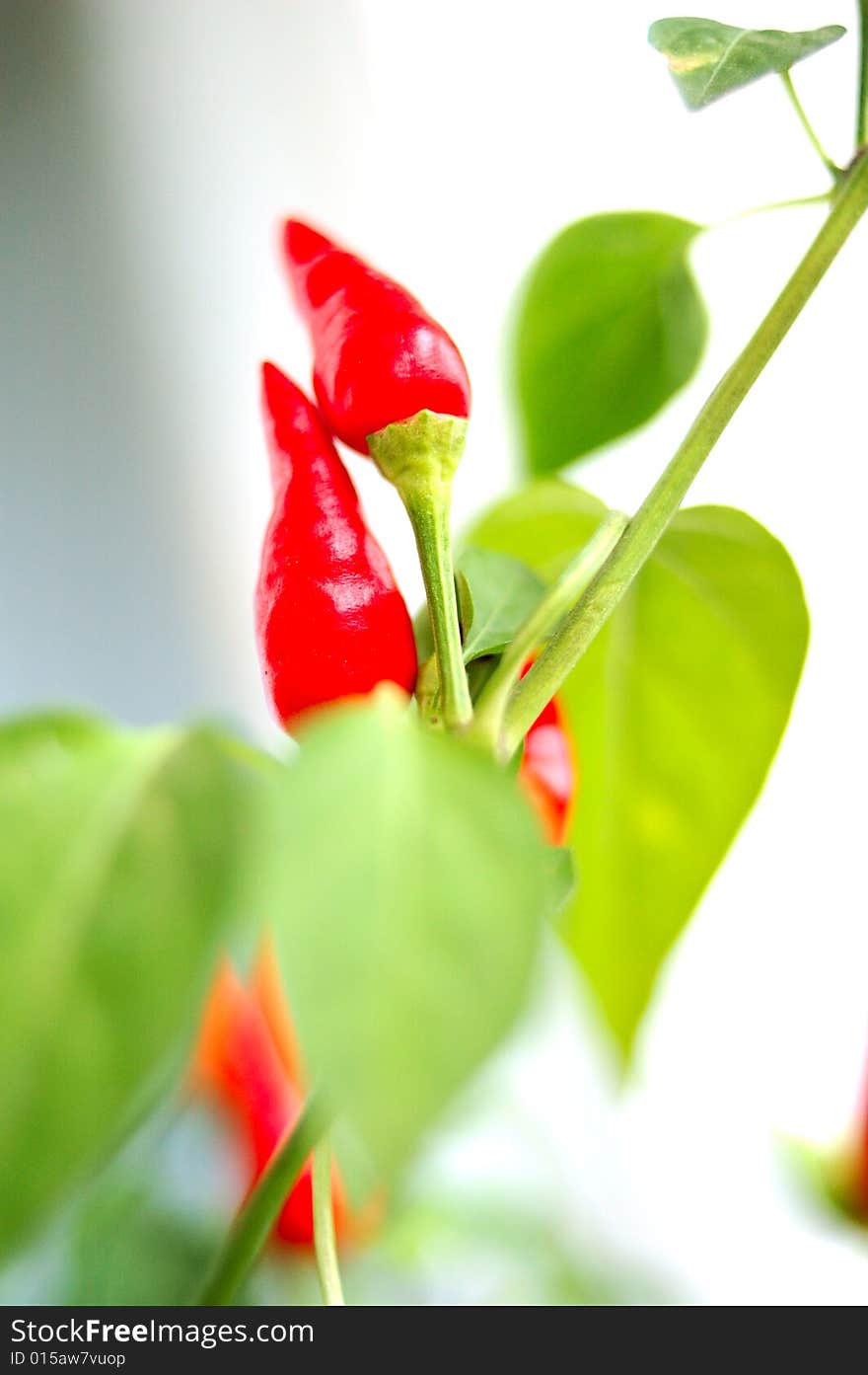 Cayenne (capsicum) plant.