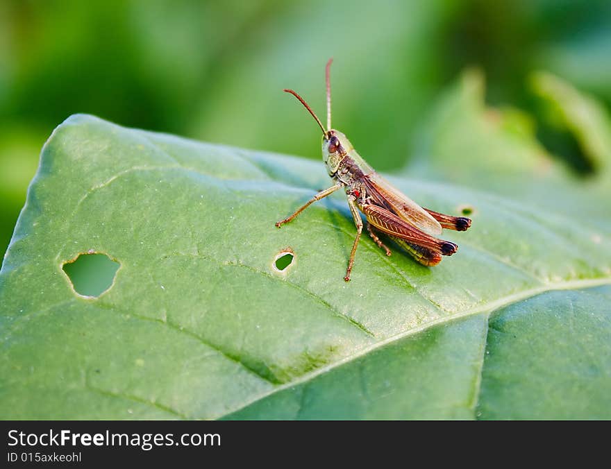 Grasshopper sitting on a green leaf