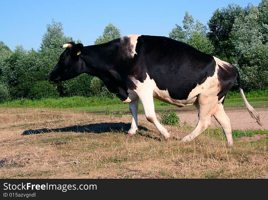 Cow in green field under sky. Cow in green field under sky