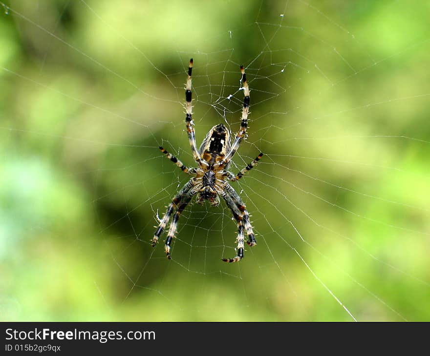 Spider On A Web