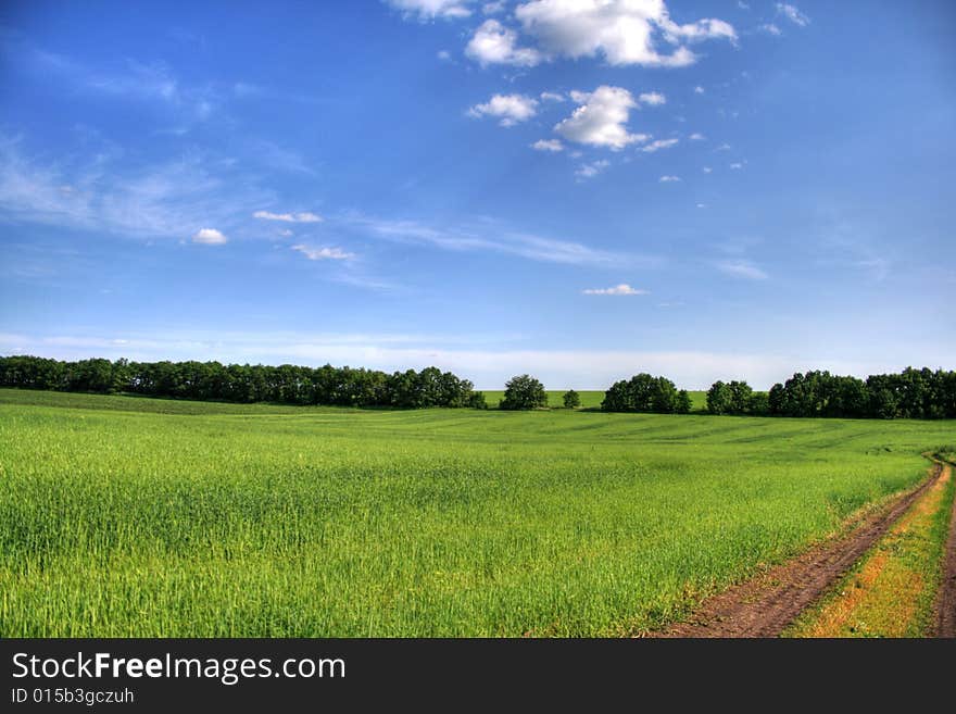 Beautiful green field with blue sky