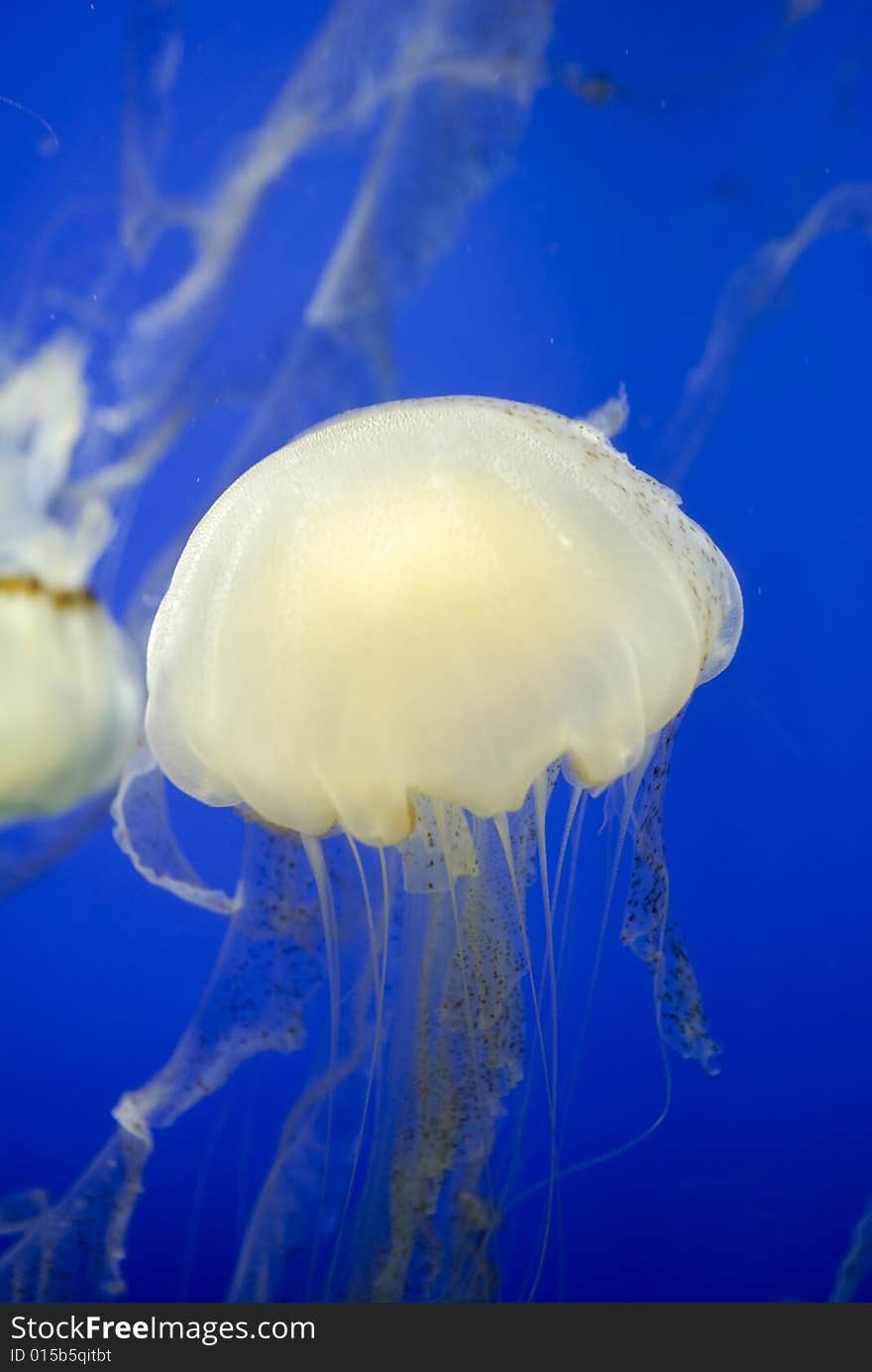 Jelly Fish swimming in an aquarium