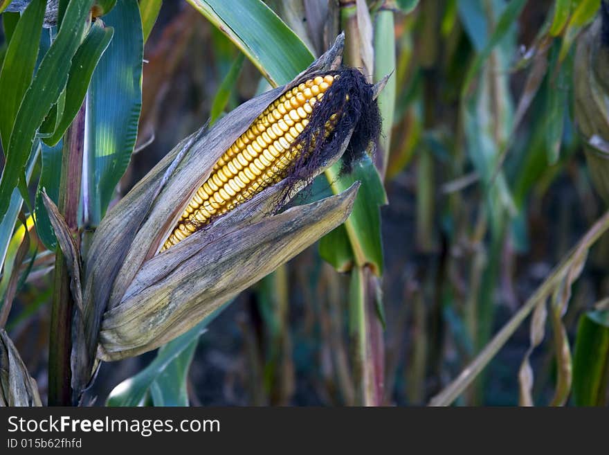 Corn field ready for harvest.