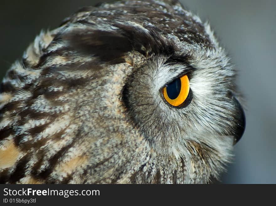 Close up of owl - profile of head. Close up of owl - profile of head