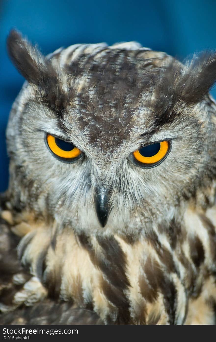 Close up of owl - head. Close up of owl - head