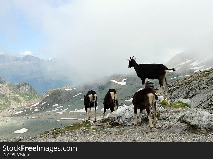 A herd of goats high up in the swiss alps