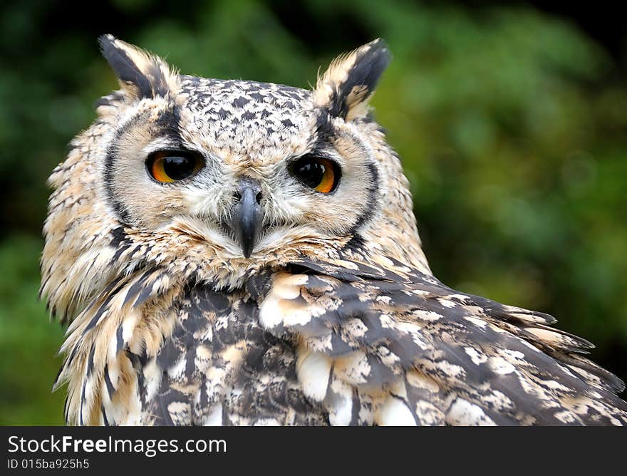 Close up image of Eagle Owl with out of focus background.