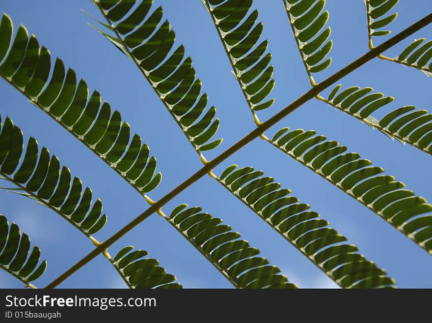 Acacia leaves. Albizia julibrissin Durazz. Silk tree.