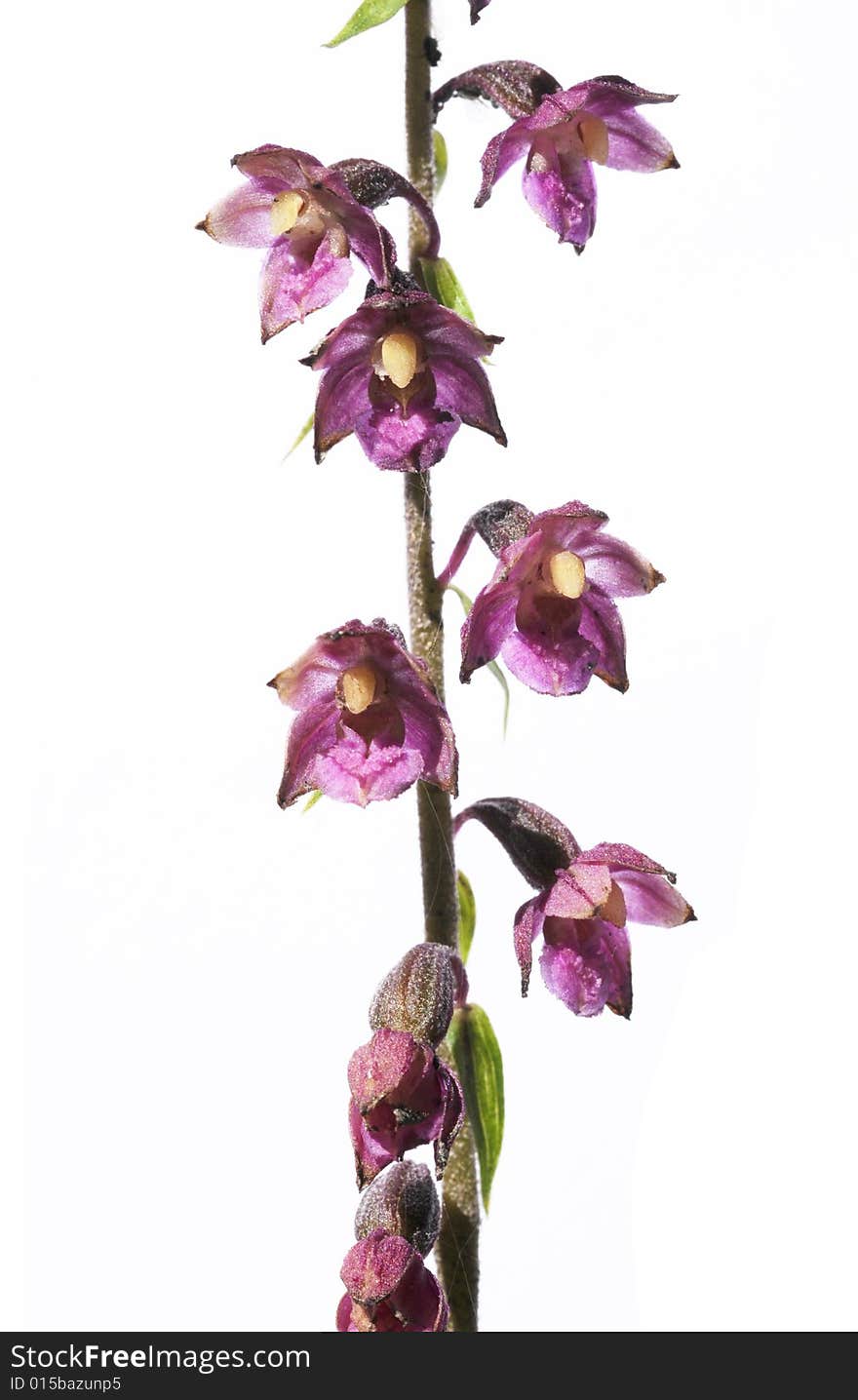 Lovely purple flowers against white background. useful design element.