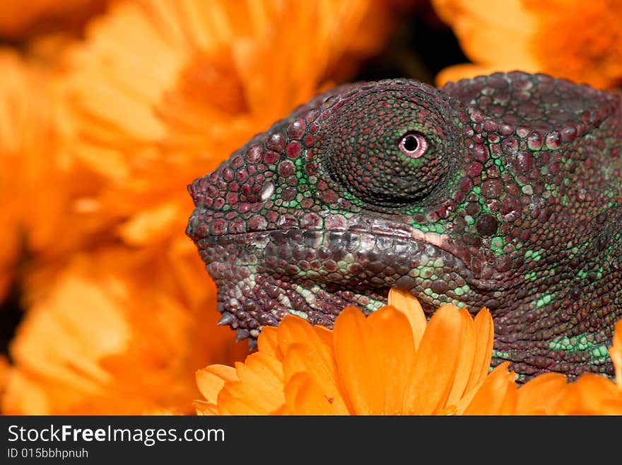 Image of a young male panther chameleon.