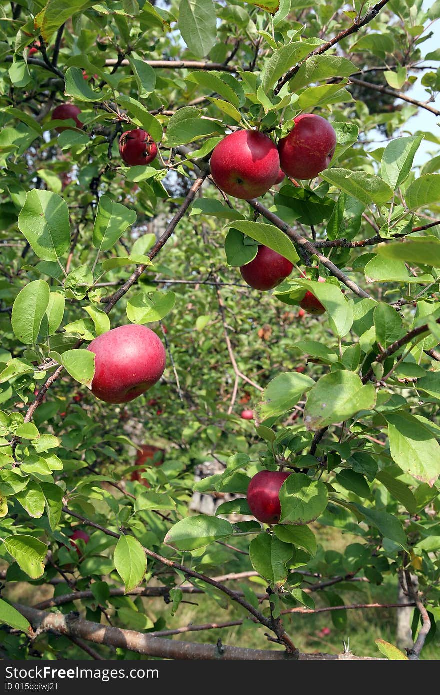 Pretty red apples in an apple tree with more trees in the background. Pretty red apples in an apple tree with more trees in the background