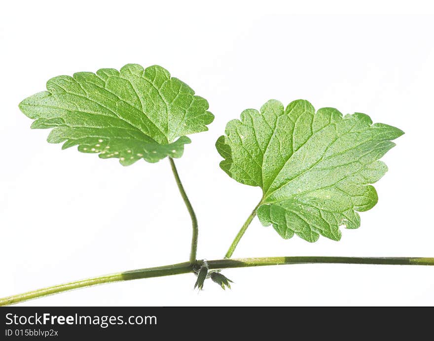 Lovely close-up of a green leaves against white background. useful design element. Lovely close-up of a green leaves against white background. useful design element.