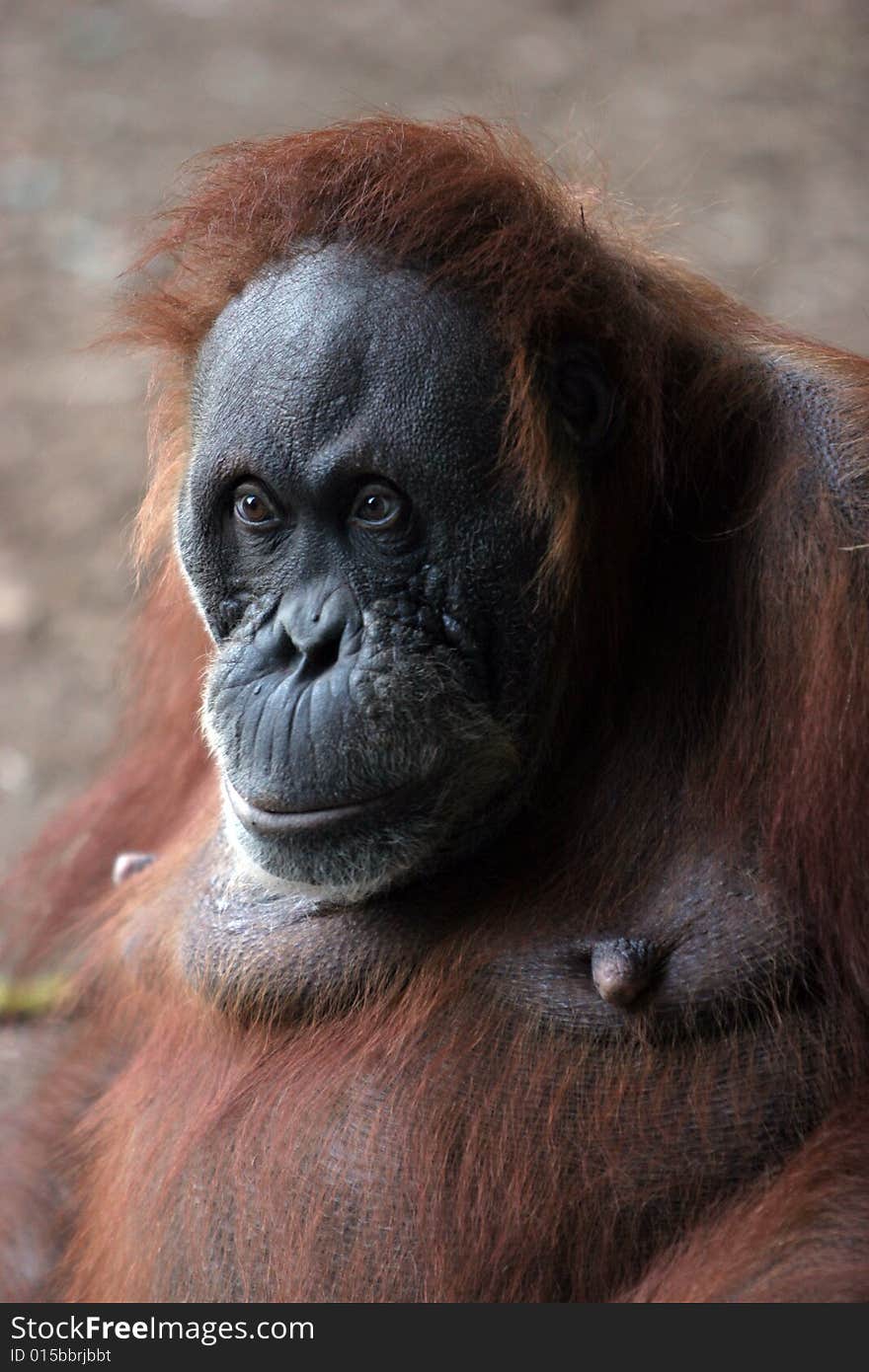 Large orangutan looking serious