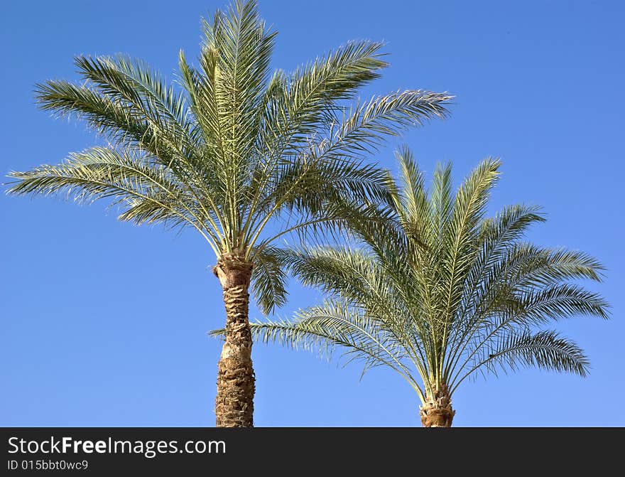 Image of two date palm tree head leaves in full bloom against a blue sky. Image of two date palm tree head leaves in full bloom against a blue sky.