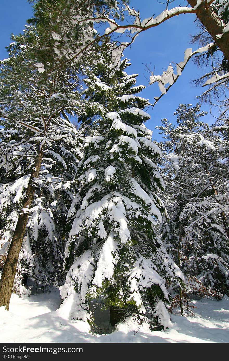 The photograph of the winter in the forest, the snow overlies trees. The photograph of the winter in the forest, the snow overlies trees