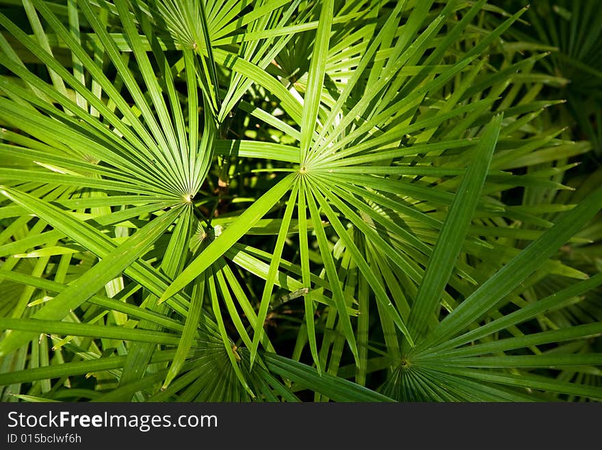 Sun Shining On The Fresh Green Leaf