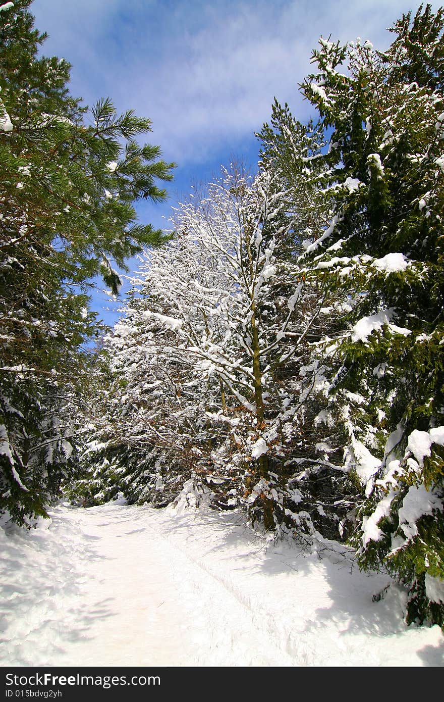 Winter In The Forrest