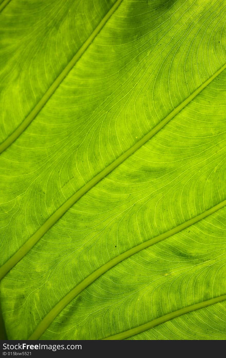 Fresh green leaf backlighted from the sunlight. Fresh green leaf backlighted from the sunlight