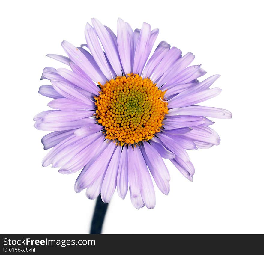 Lovely purple flower against white background. useful design element. Lovely purple flower against white background. useful design element.