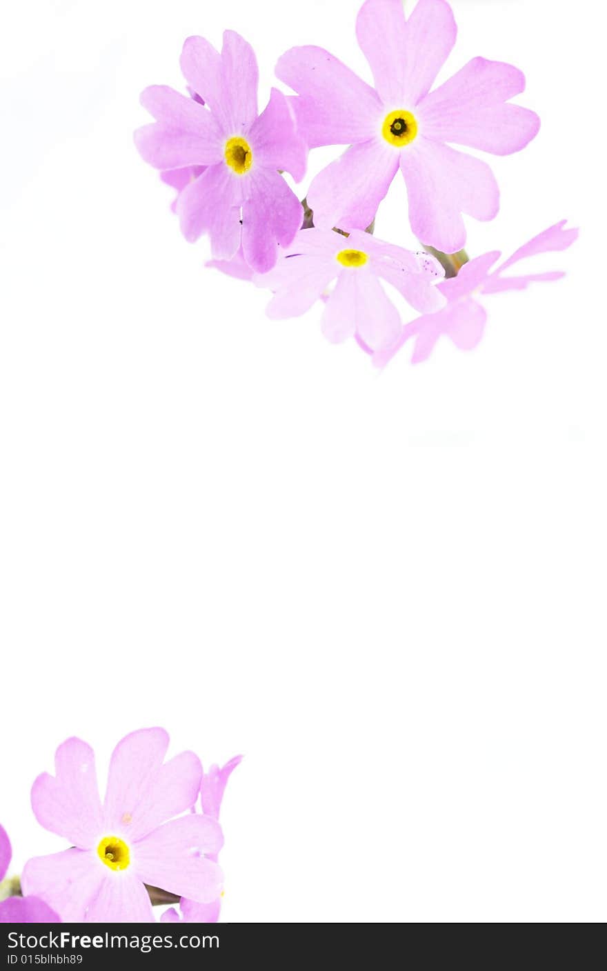 Beautiful light purple flowers against white background. useful design element.