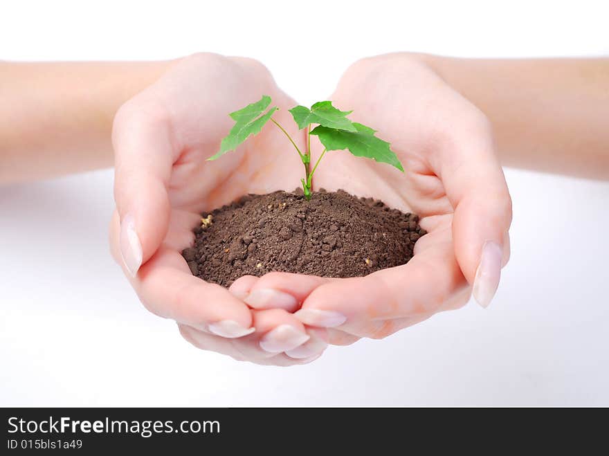 Green sprout of tree in palms of young woman. Green sprout of tree in palms of young woman