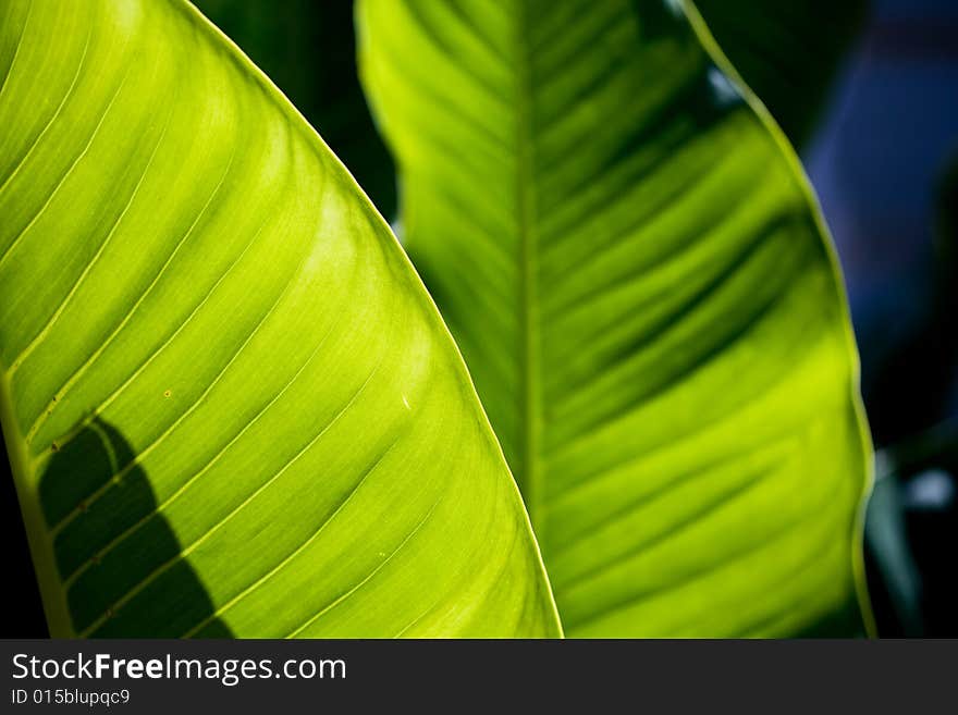 Fresh green leaf texture