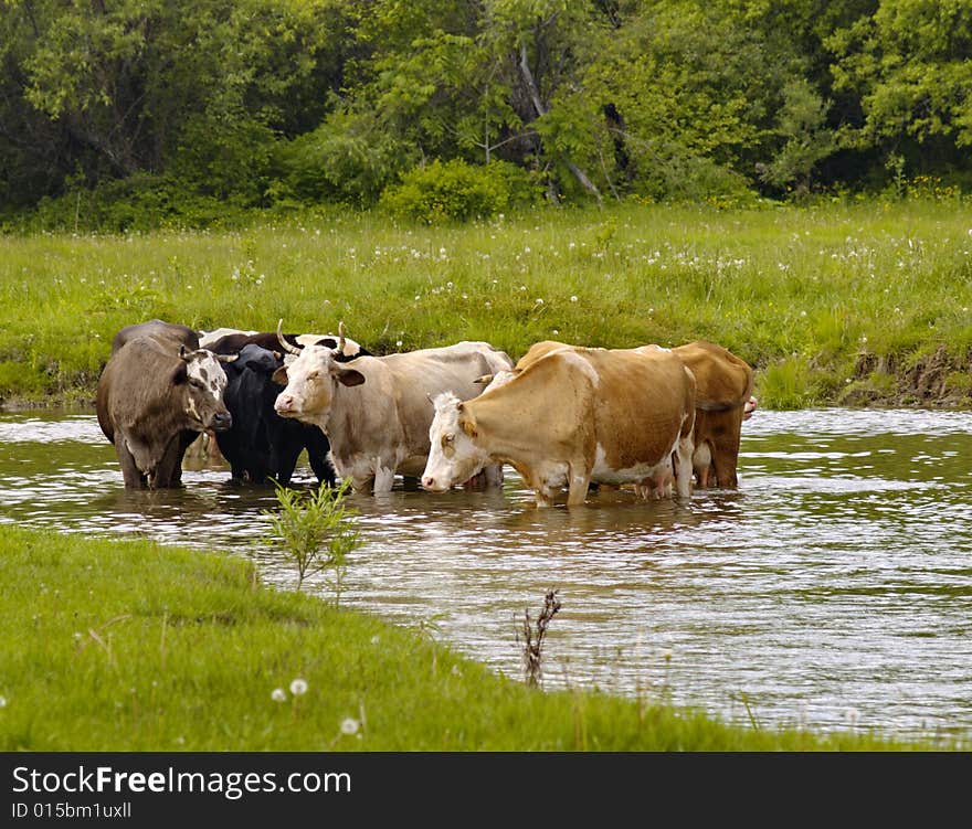 Cows At The River