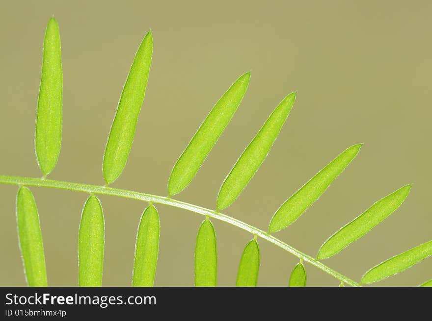 Young green leaves against green background. deliberate use of very shallow depth of field. useful design element.