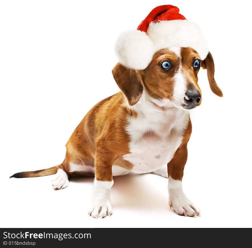 Sweet Dachshund ( teckel ) dog sitting on a white background with a santa hat. Sweet Dachshund ( teckel ) dog sitting on a white background with a santa hat