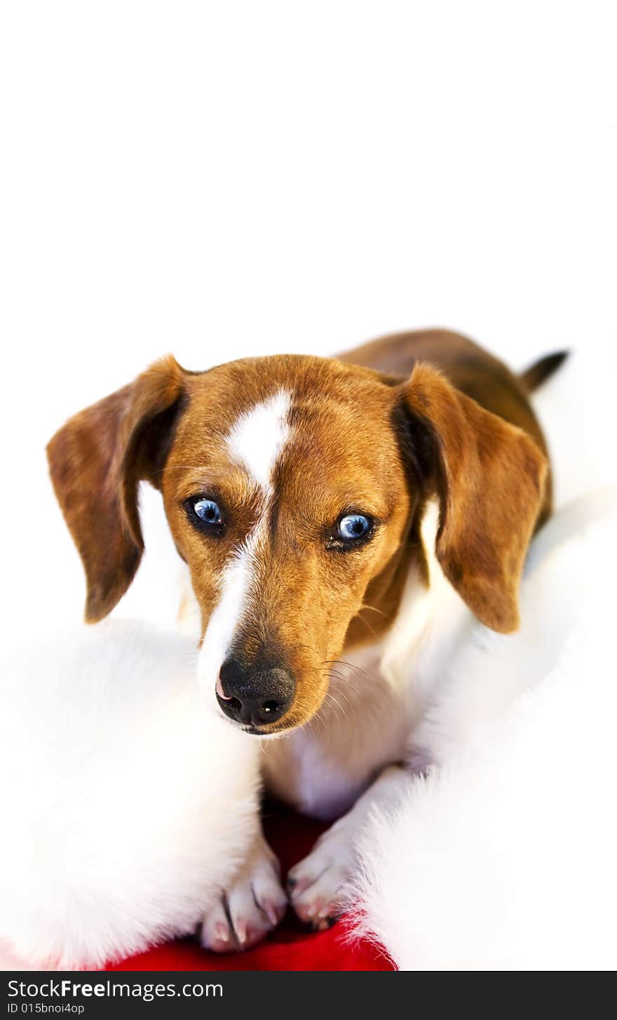 A dachshund puppy