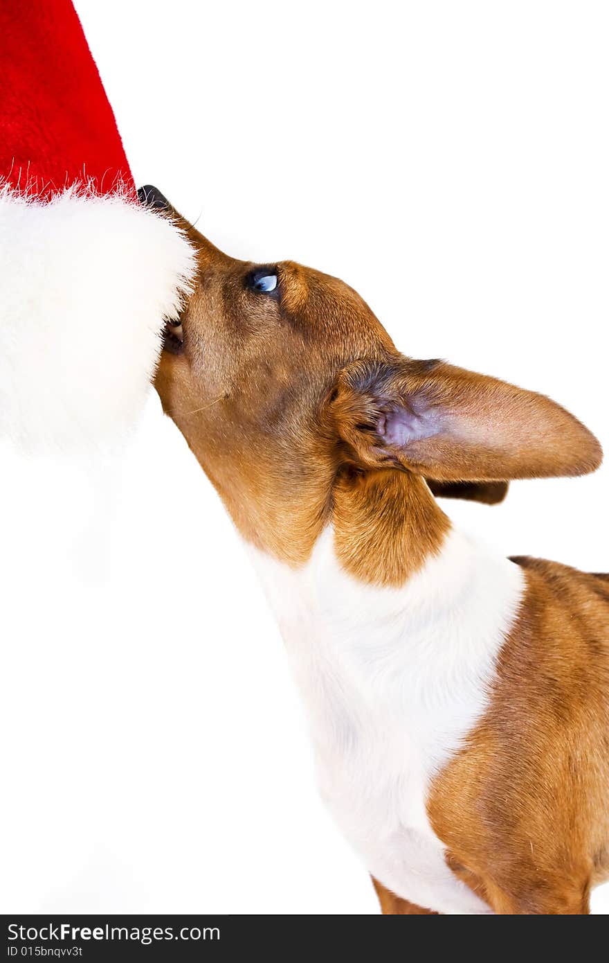 A dachshund puppy fightning a santa hat !