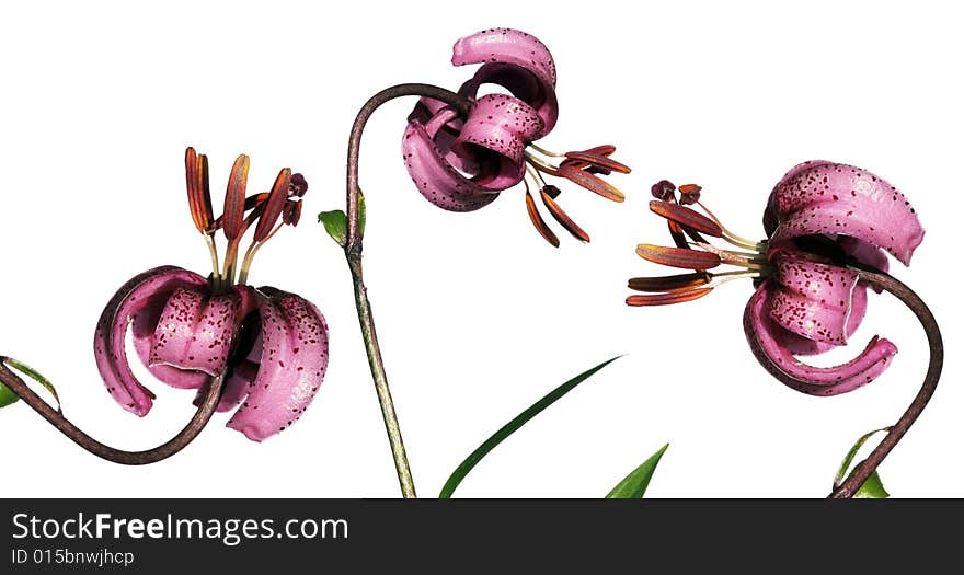 A small collection of beautiful lilies against white background. useful design element. A small collection of beautiful lilies against white background. useful design element.