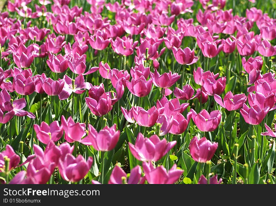 Pink tulip