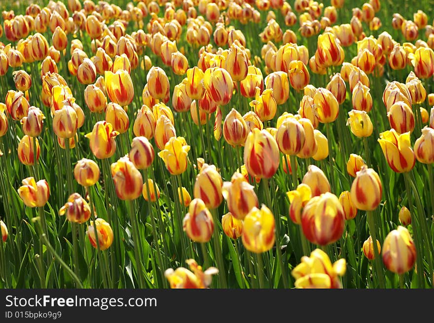 Yellow Tulip