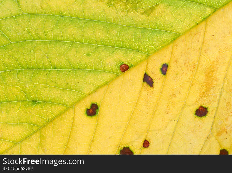 Close-up of yellow-green leaf - background. Close-up of yellow-green leaf - background.